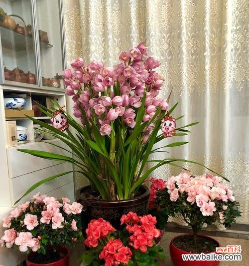 解析橡皮树的寓意和象征意义 橡皮树与招财旺运、吉祥如意