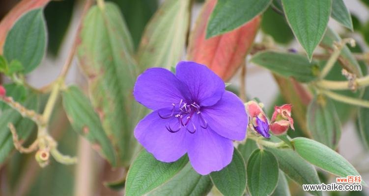 探索巴西野牡丹花语的含义与文化背景 巴西野牡丹花语