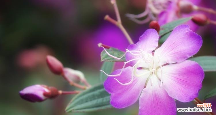 探索巴西野牡丹的花语与文化 以巴西野牡丹的寓意与美丽