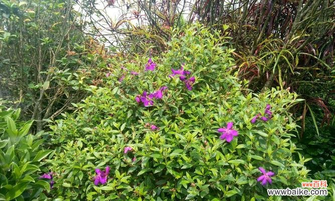 探索巴西野牡丹的花语与文化 以巴西野牡丹的寓意与美丽