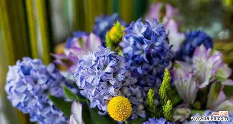 探索白风信子花语的深层含义 白风信子花语的美丽寓意