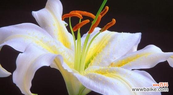 探索白荷花的神秘之美与感人花语 白荷花的花语与寓意