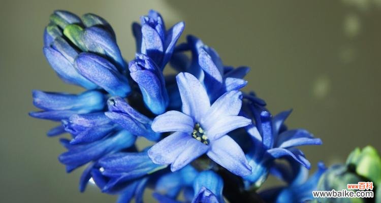 探寻白色风信子的花语及寓意 白色风信子花语