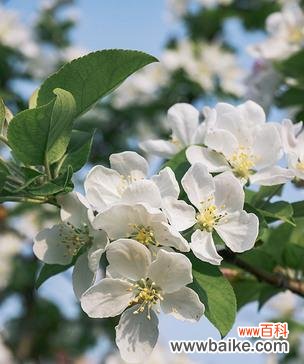 探寻白色海棠花的含义与意义 白色海棠的花语之美