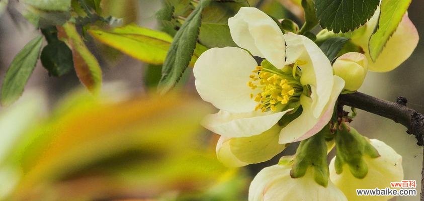 探寻白色海棠花的含义与意义 白色海棠的花语之美
