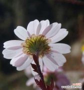 传递纯洁与希望的花卉 白色翠菊的寓意