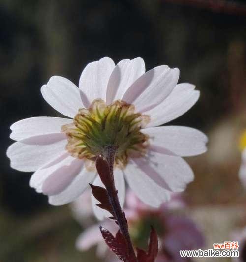 传递纯洁与希望的花卉 白色翠菊的寓意