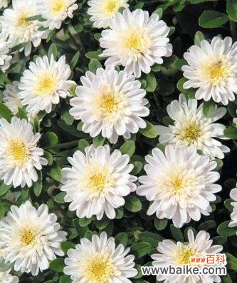 传递纯洁与希望的花卉 白色翠菊的寓意