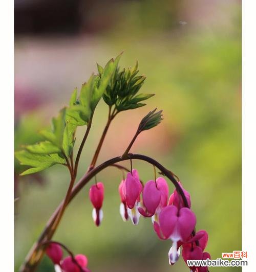 盛开于大地 白蔓荷包牡丹花语——纯洁与富贵的象征