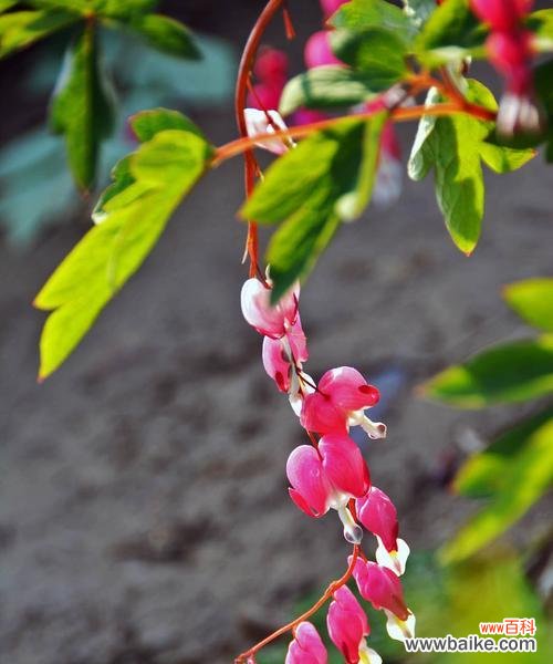 盛开于大地 白蔓荷包牡丹花语——纯洁与富贵的象征