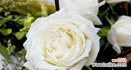 探寻白玫瑰花的浪漫与神秘 白玫瑰花的寓意与花语