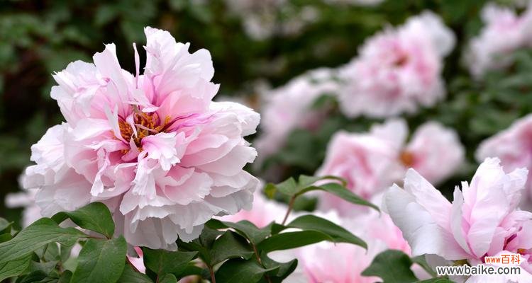探索白牡丹花的寓意与美丽 白牡丹花的美丽与象征