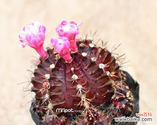 白鸟仙人球花语——传递爱与祝福的美丽之花
