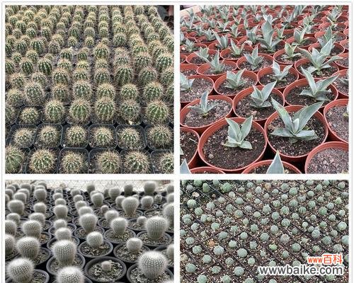 白鸟仙人球花语——传递爱与祝福的美丽之花