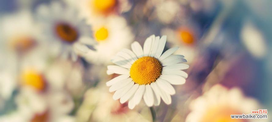 揭秘白色雏菊花的十五种花语 白色雏菊花的花语与美好寓意