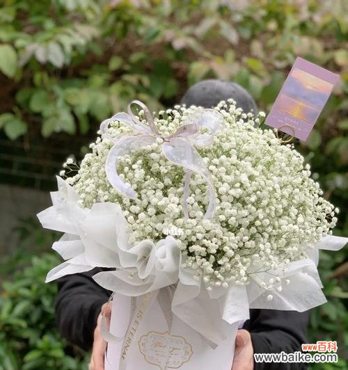 纯洁与希望的象征——白色满天星 白色满天星的象征与意义