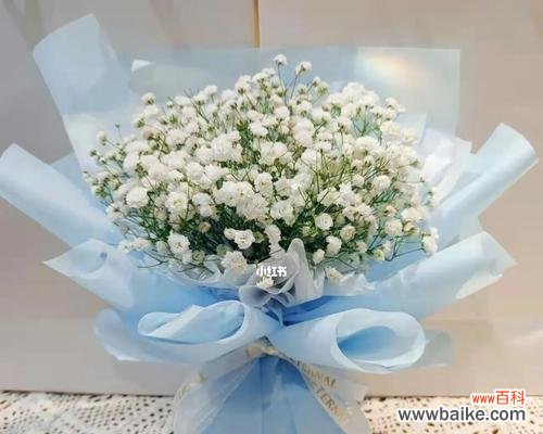 纯洁与希望的象征——白色满天星 白色满天星的象征与意义