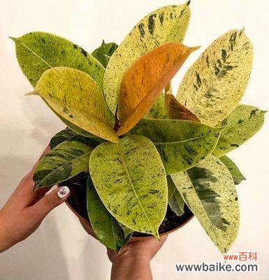 在逆境中茁壮成长的勇气和希望 橡皮树的寓意