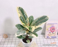 在逆境中茁壮成长的勇气和希望 橡皮树的寓意