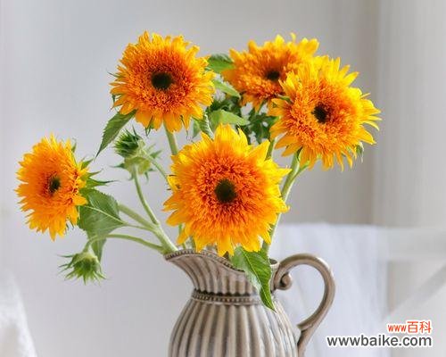 点缀生活的美丽 向日葵送几朵,寓意多情浓情