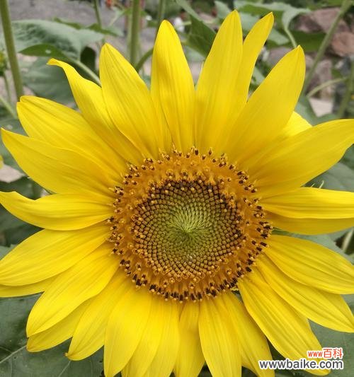 点缀生活的美丽 向日葵送几朵,寓意多情浓情