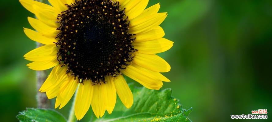 向日葵的生长特性及其美丽花语 向日葵的象征意义与特点