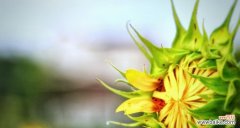 向日葵的生长特性及其美丽花语 向日葵的象征意义与特点