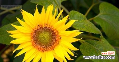 以太阳为中心的希望与忠诚 向日葵花语与代表意义