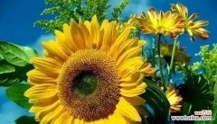 寄托心意的向日葵 向日葵花语