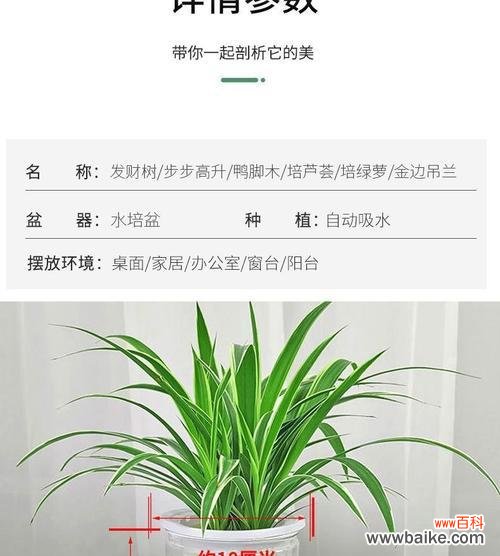 探索自然界中具有象征意义的植物 以象征步步高升的植物为主题的文章