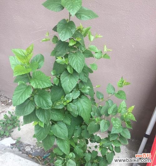 探索植物中的不屈精神与生命力 不屈之植物