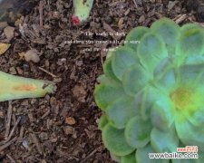 以植物为媒介 爱情至死不渝的植物——探寻花草世界中的真爱