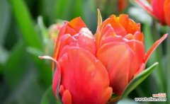 探索植物世界中的浪漫符号 爱情花语