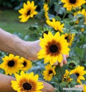 探讨向日葵作为礼物的含义与送几朵的问题 向日葵的寓意与送花数量选择