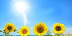 向日葵象征的意义及其生命力的展示 向日葵的花期