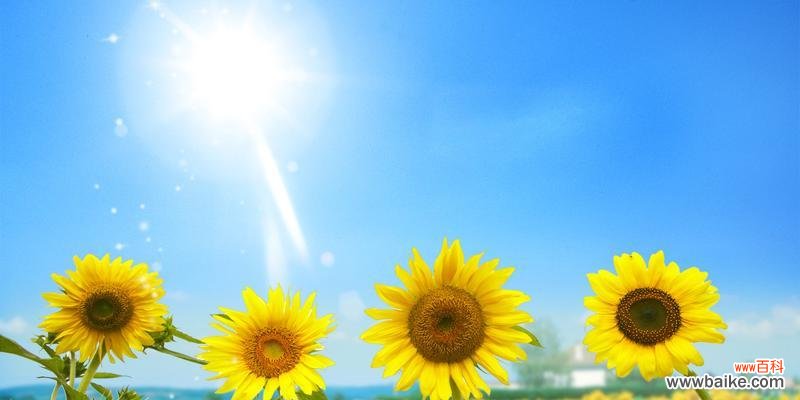 向日葵象征的意义及其生命力的展示 向日葵的花期