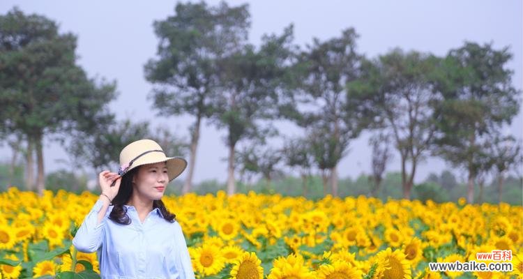 向日葵象征的意义及其生命力的展示 向日葵的花期