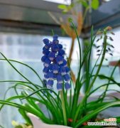 以象征春天的植物为主题的花卉盛宴 春天花开如画