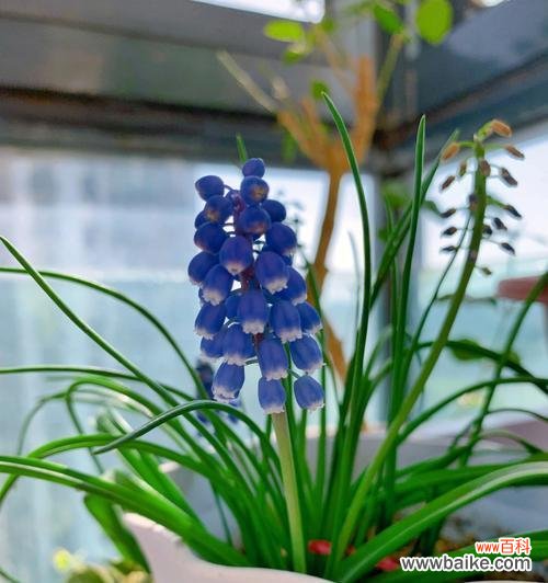 以象征春天的植物为主题的花卉盛宴 春天花开如画