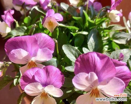 以象征春天的植物为主题的花卉盛宴 春天花开如画