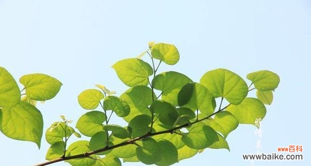 以象征春天的植物为主题的花卉盛宴 春天花开如画