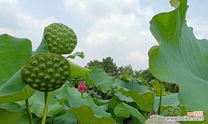 探索植物文化的丰富内涵与传承价值 植物的象征传承与意义