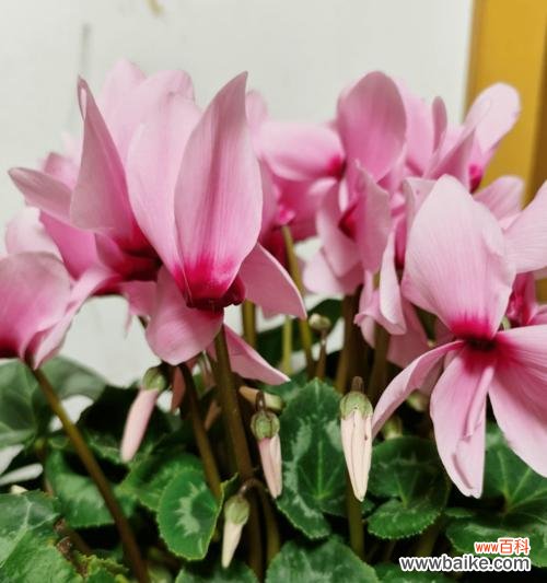 探索植物文化的丰富内涵与传承价值 植物的象征传承与意义