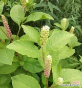 探索植物文化的丰富内涵与传承价值 植物的象征传承与意义