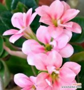 寓意长寿的植物种类及传承 长寿吉祥如意的植物