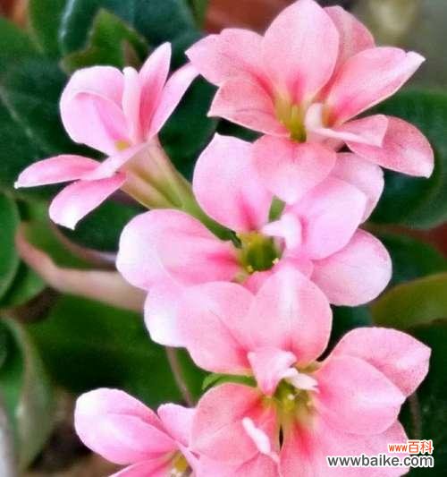 寓意长寿的植物种类及传承 长寿吉祥如意的植物