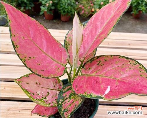 寓意长寿的植物种类及传承 长寿吉祥如意的植物