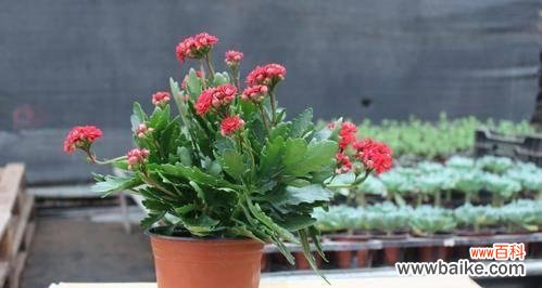 寓意长寿的植物种类及传承 长寿吉祥如意的植物