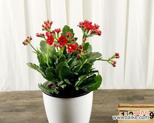 追寻长寿之道的秘籍 象征长寿的植物