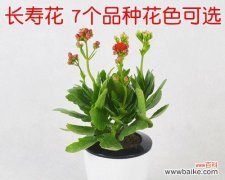 追寻长寿之道的秘籍 象征长寿的植物